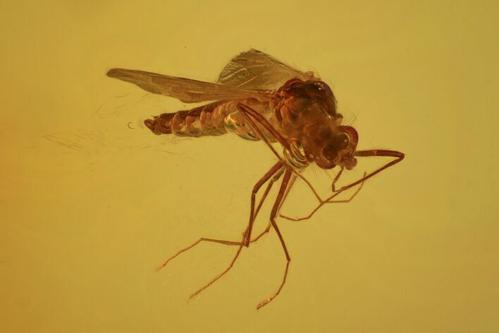 Fossil Fly (Diptera) In Baltic Amber #72230